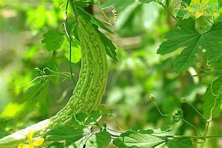 苦瓜用什么肥料最好,怎么施肥