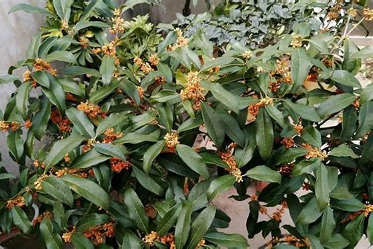 桂花何时施肥对桂花最好