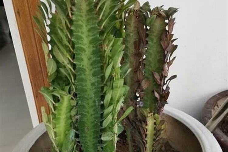 龙骨花生长各阶段应该施什么肥？