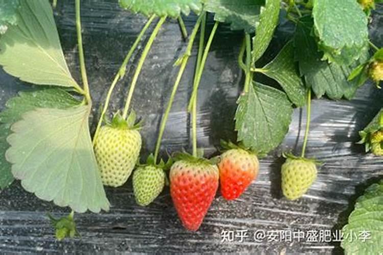 茉莉花夏天的养殖方法和注意事项