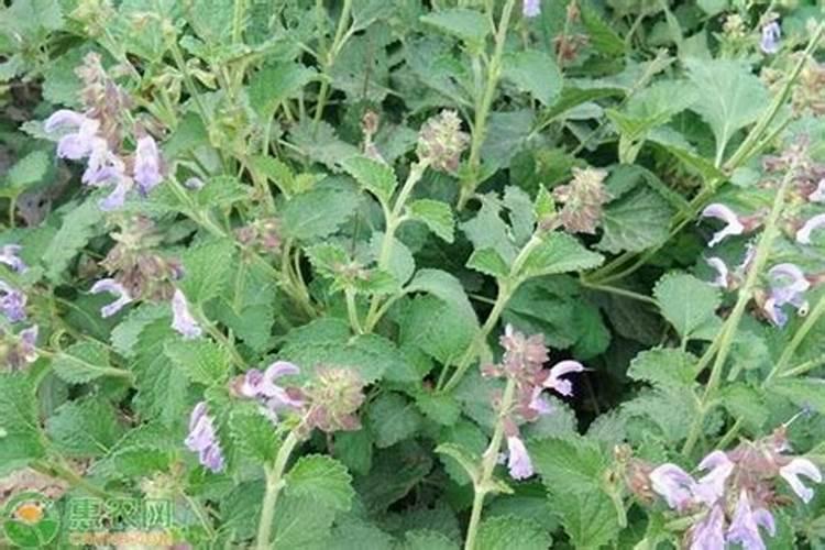 萝卜苗的种植方法和时间