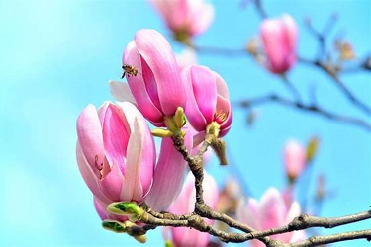 玉兰花培育方法有明白的告诉我？谁了解？