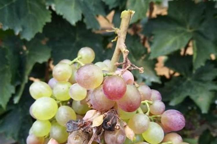 叶面肥和根肥可以同时用吗