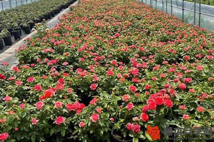 开春桃树可用尿素吗 开春桃树施肥多少合适