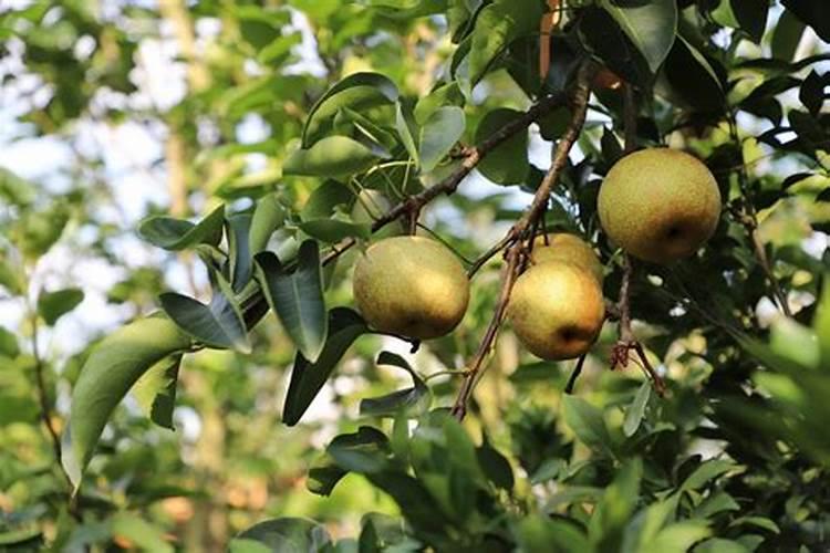 梨树栽培要想产量好、品质高,花期过后要怎么做？