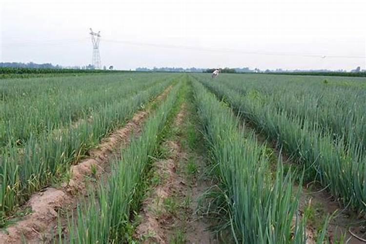 葱怎么种植长势才好