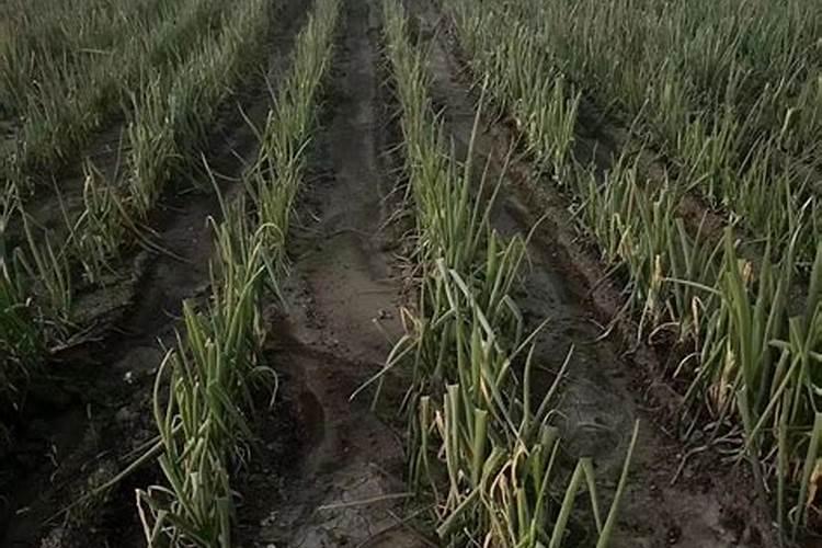 种一亩大葱一年能挣多少呢？