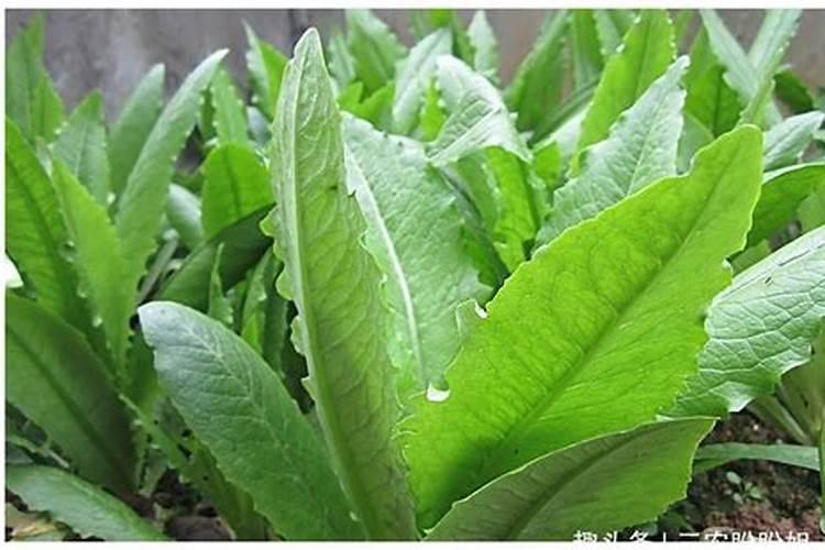 发财树怎么施肥