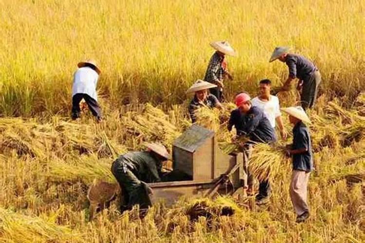 玉米生长慢打什么叶面肥好