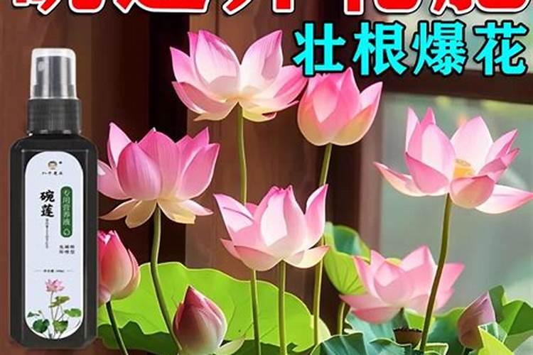 荷花怎么养种植