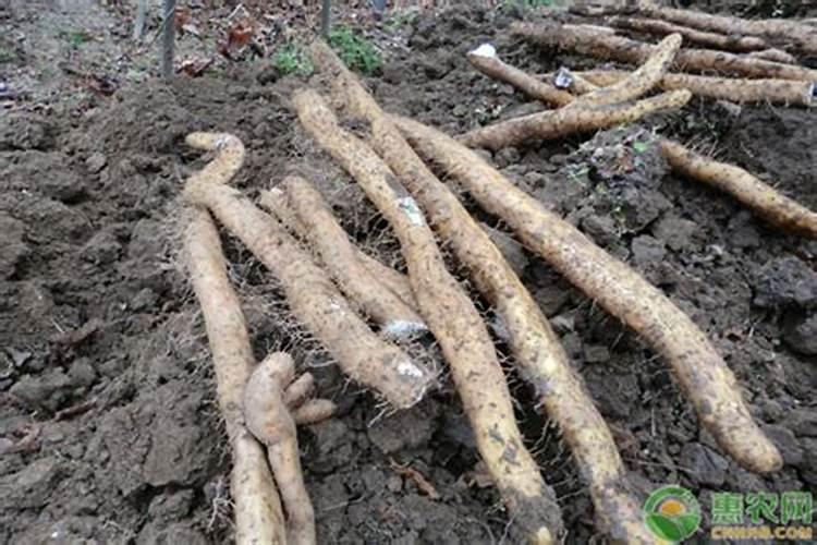 山药炭疽病发病原因有哪些 如何防治方法