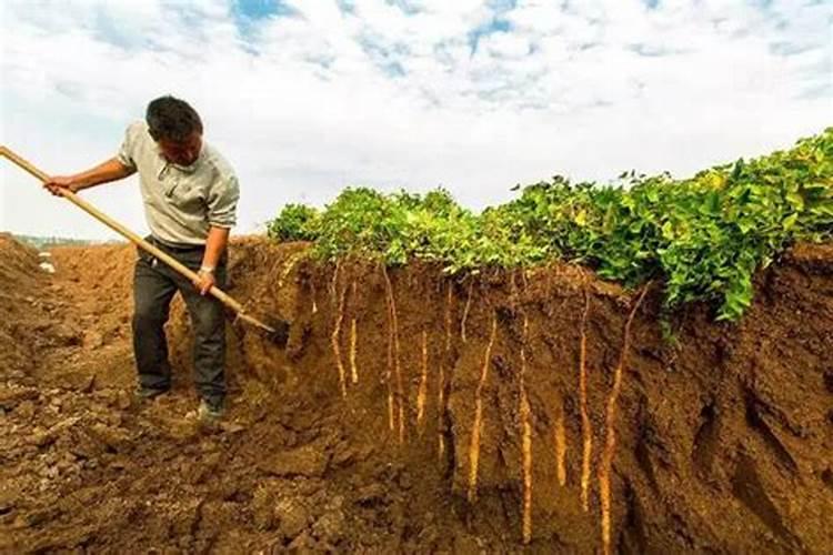 山药炭疽病传播途径及发病条件