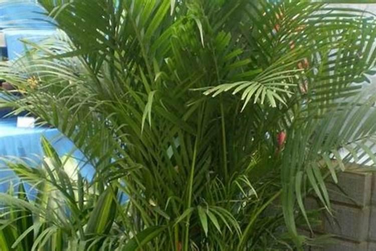 颗粒水溶肥巧棵力最近有什么活动吗？