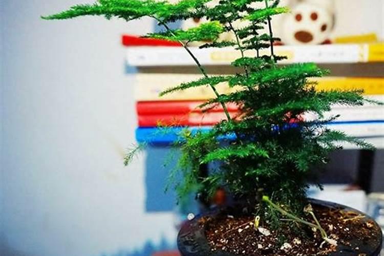 文竹施什么肥料好