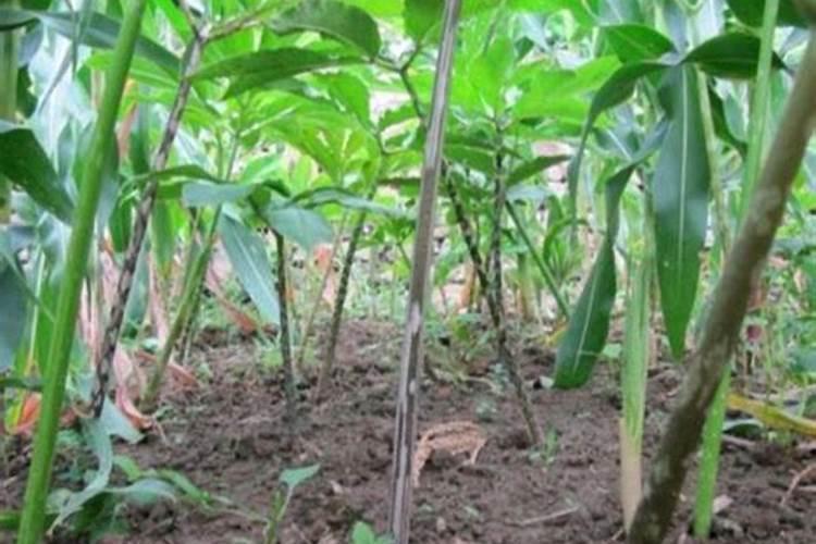 华夏食无忧“碳氢无忧进千县,安全食品进万家”苗乡·侗寨凯里巡回推介会...