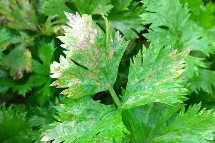 芹菜叶面肥用什么好 注意事项有哪些