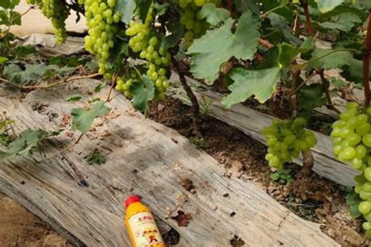 山东耐盐碱小麦品种有哪些