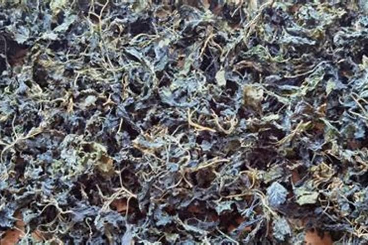 种花土里面放点什么东西