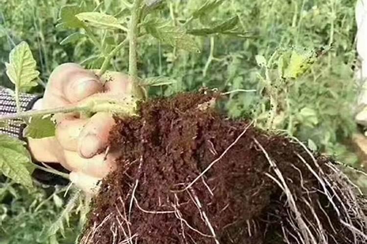 挪威肥料有哪几种