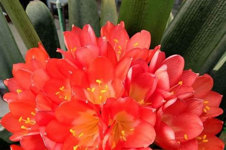 什么是氮肥磷肥钾肥复合肥