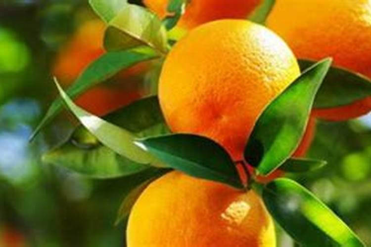 化工店里买的硼酸可以兑水浇花吗？