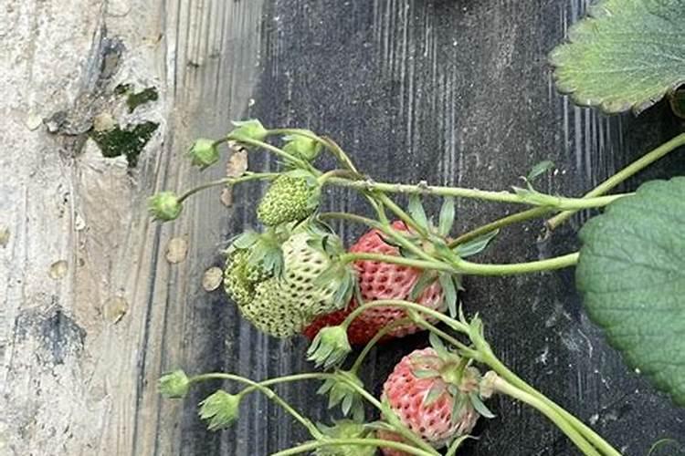 绿萝营养液是直接浇在上面还是兑水浇了绿萝营养液兑水还是直接浇花