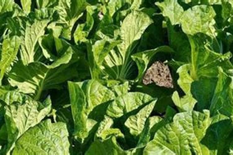 小白菜追肥使用什么肥料好？水溶肥有推荐的吗