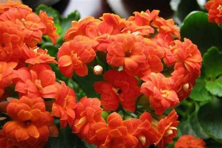 哪些花卉不能施复合肥 原因是什么