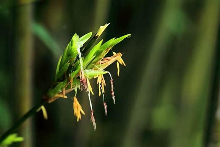 多肽尿素到底好不好