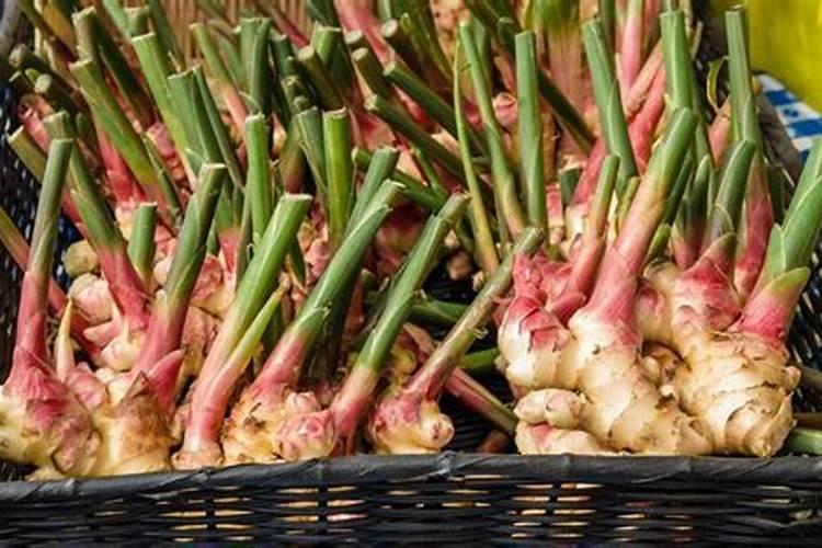 铵态氮肥有哪些,什么叫氨态氮肥