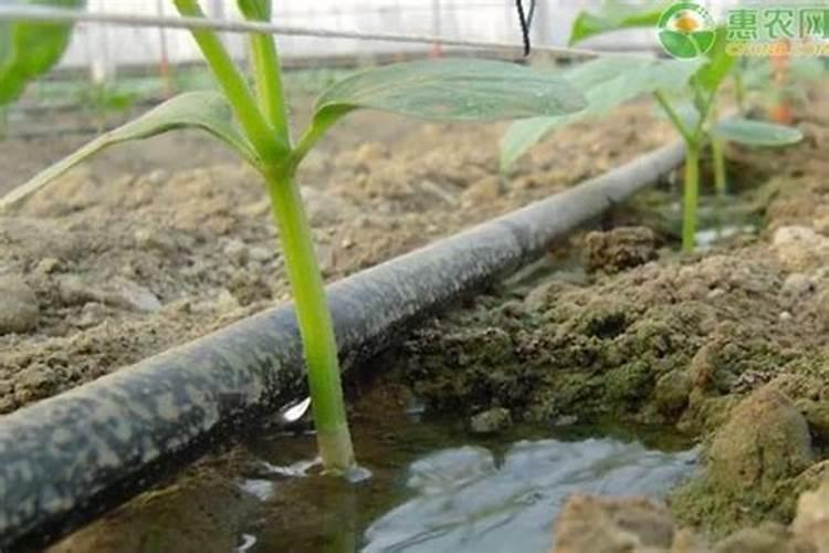 下雨天可以施肥吗