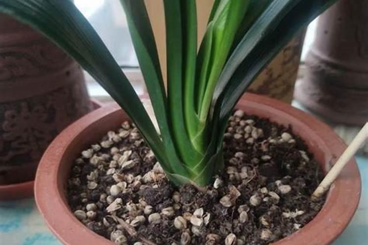 君子兰怎么施肥