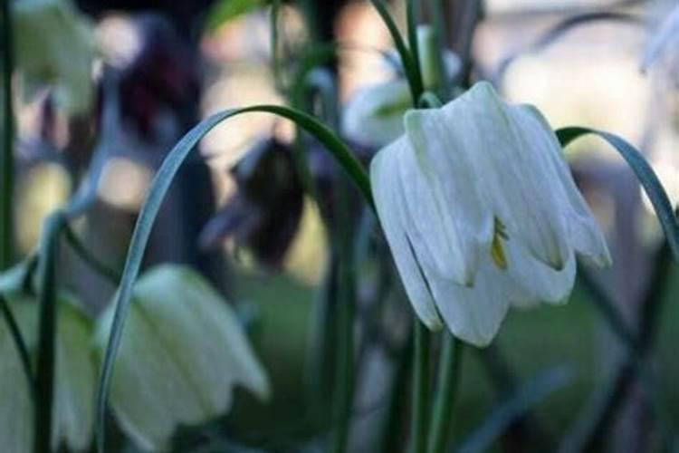 贝母用什么肥料