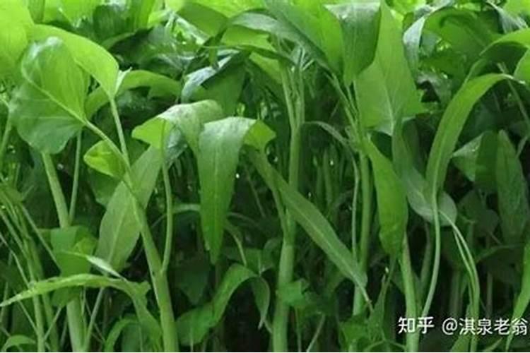 空心菜用什么肥料最好