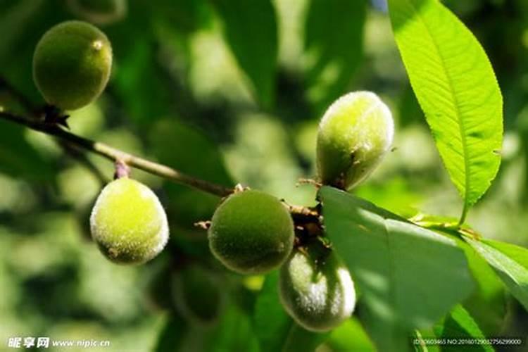 桃树幼果期树叶出现干枯现象怎么办