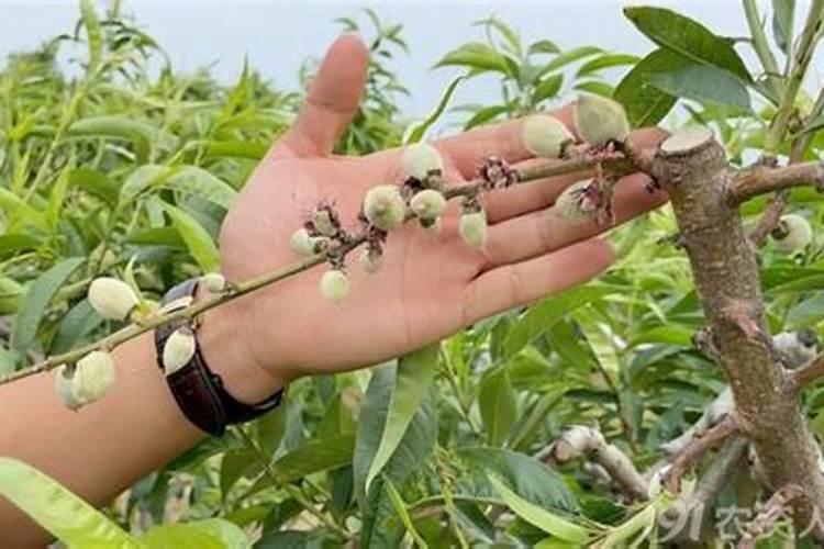 桃树保果用什么药最好