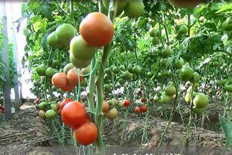 番茄结果期施什么肥好,如何施肥