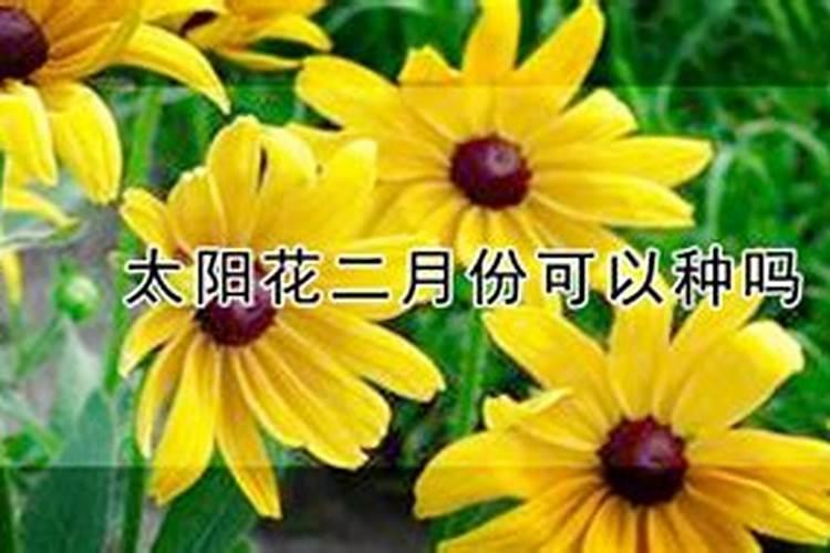 二月兰的种植方法和注意事项