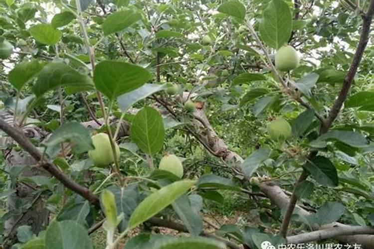 苹果施肥方法时间 苹果如何施肥