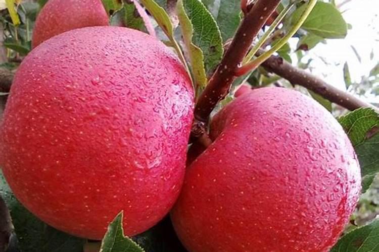 螯合镁肥的正确使用方法