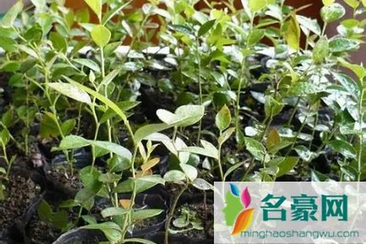 蓝莓施肥的最佳时间是什么时候