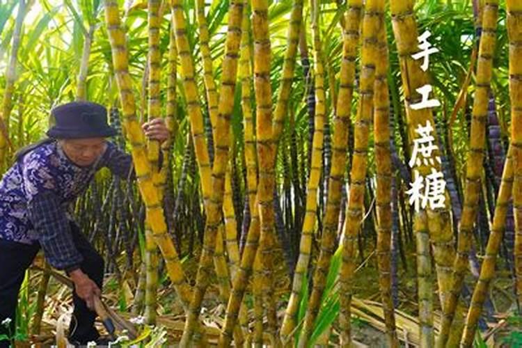 甘蔗十大最佳肥料