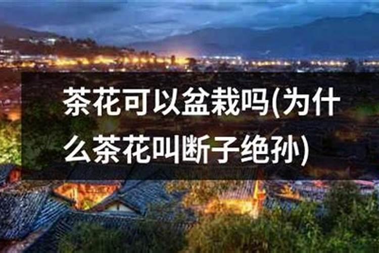 茶花怎样养护？