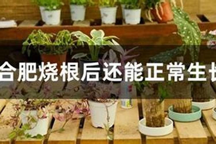 水溶肥复合肥烧根吗