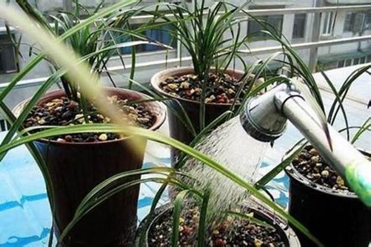鹤望兰适合用什么肥料