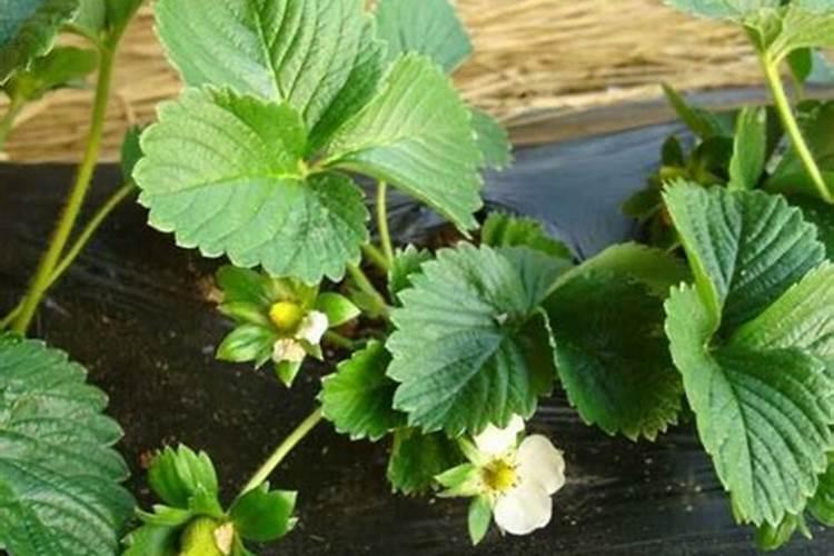 草莓苗移栽后多久可以施肥 草莓移栽后需等多久施肥？