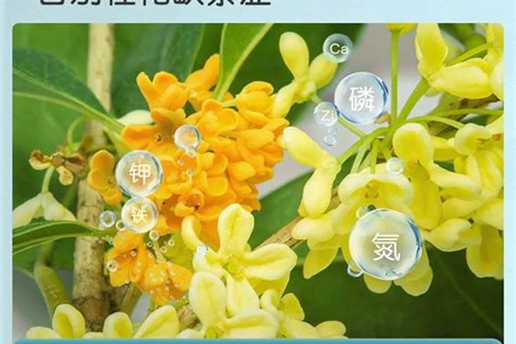 棉花高度一米三怎么施肥