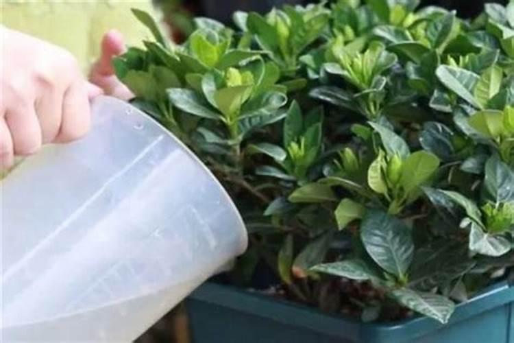 草坪的最佳施肥时期在什么时候 草坪什么时候施肥好