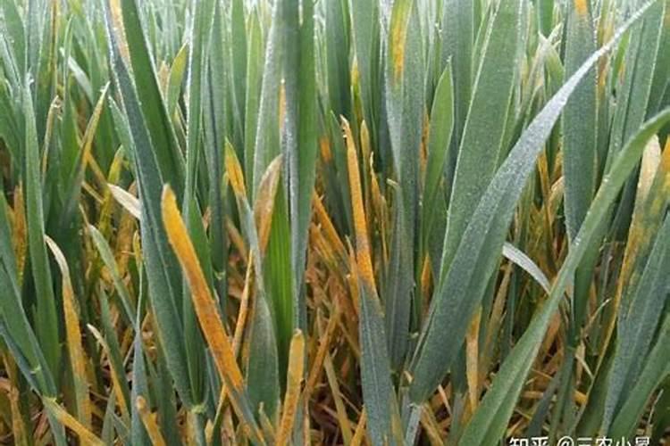 防治小麦白粉病锈病最特效的药是？啥时候打最好？