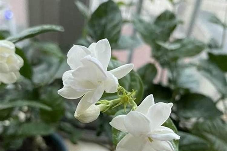 天竺葵浇什么肥料合适